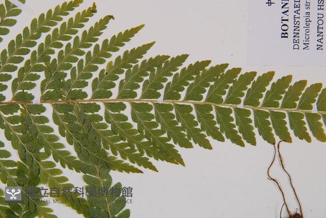 粗毛鱗蓋蕨藏品圖，第3張