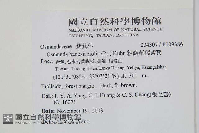 粗齒革葉紫萁藏品圖，第2張