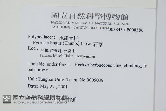 石葦藏品圖，第2張