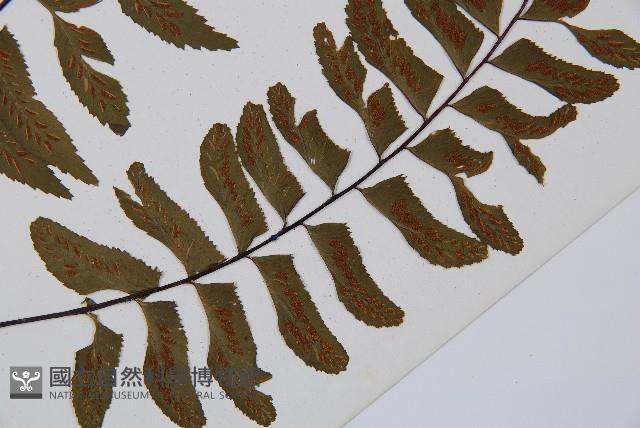 單邊鐵角蕨藏品圖，第3張