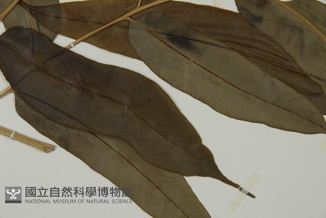 全緣鳳丫蕨藏品圖，第3張