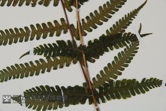 深山蹄蓋蕨藏品圖，第3張