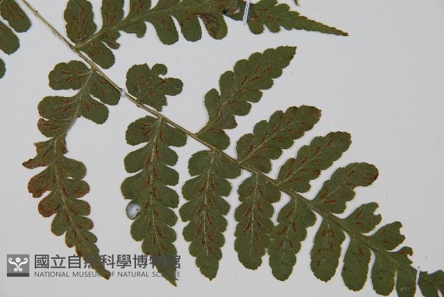 華中蹄蓋蕨藏品圖，第3張