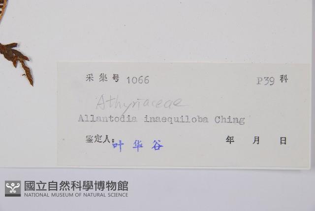 異裂短腸蕨藏品圖，第5張