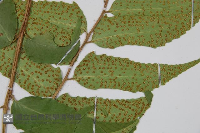 披針貫眾蕨藏品圖，第3張