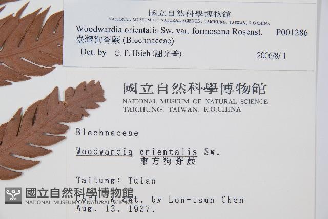 臺灣狗脊蕨藏品圖，第2張