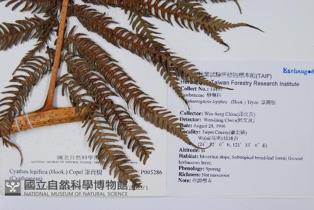 筆筒樹藏品圖，第2張