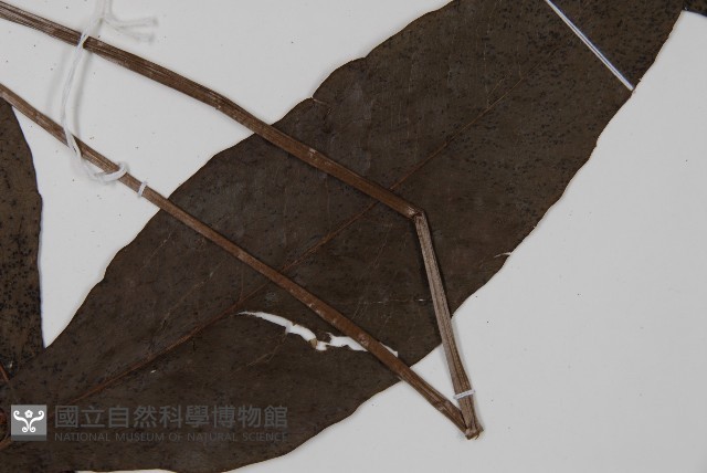 沙皮蕨藏品圖，第3張