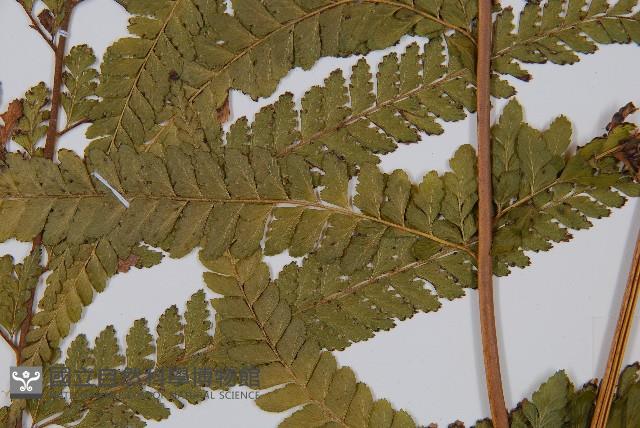 Accession Number:P006922 Collection Image, Figure 3, Total 5 Figures