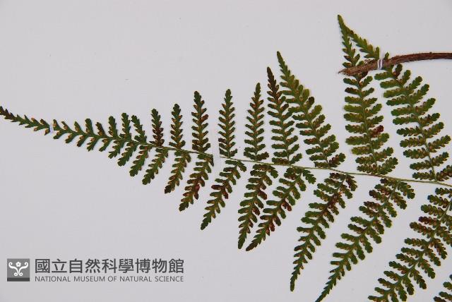 禾稈亮毛蕨藏品圖，第6張