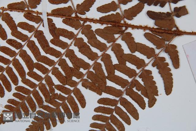 闊鱗鱗毛蕨藏品圖，第3張