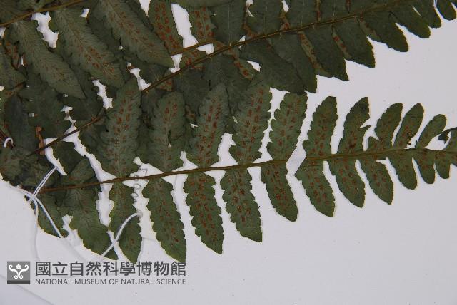 黑葉貞蕨藏品圖，第3張