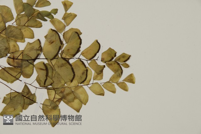 半月形鐵線蕨藏品圖，第3張
