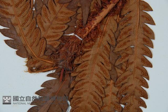 日本狗脊蕨藏品圖，第3張