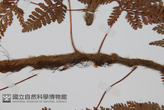 圓蓋陰石蕨藏品圖，第3張