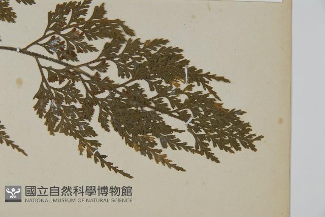 骨碎補鐵角蕨藏品圖，第3張