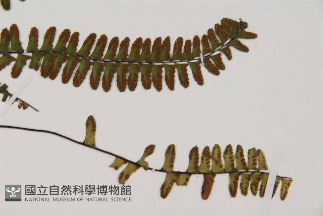 生芽鐵角蕨藏品圖，第3張