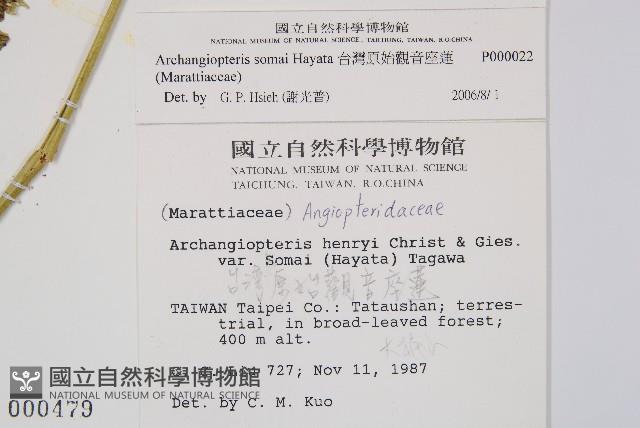 台灣原始觀音座蓮藏品圖，第2張