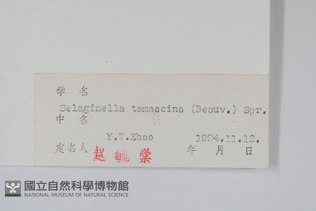 Resurrection spikemoss Collection Image, Figure 2, Total 2 Figures