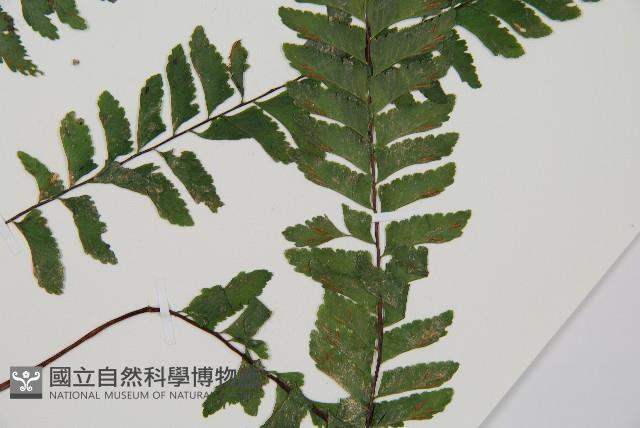 複齒鐵角蕨藏品圖，第3張