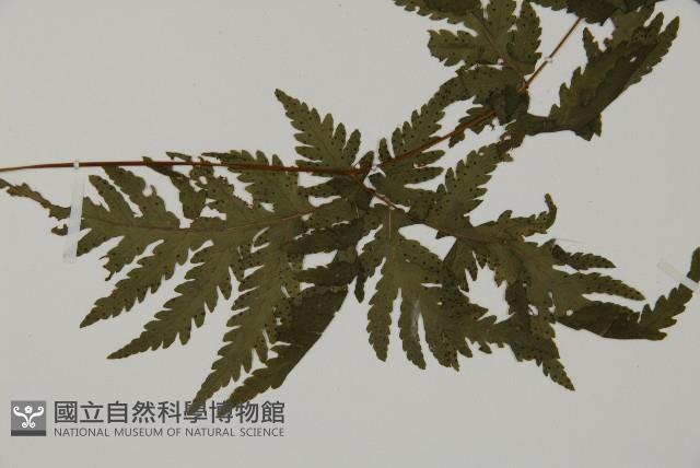 薄葉三叉蕨藏品圖，第3張