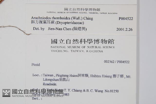 斜方複葉耳蕨藏品圖，第2張