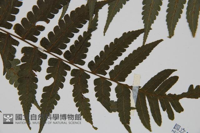 德氏雙蓋蕨藏品圖，第3張