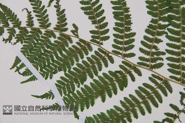 短葉蹄蓋蕨藏品圖，第3張