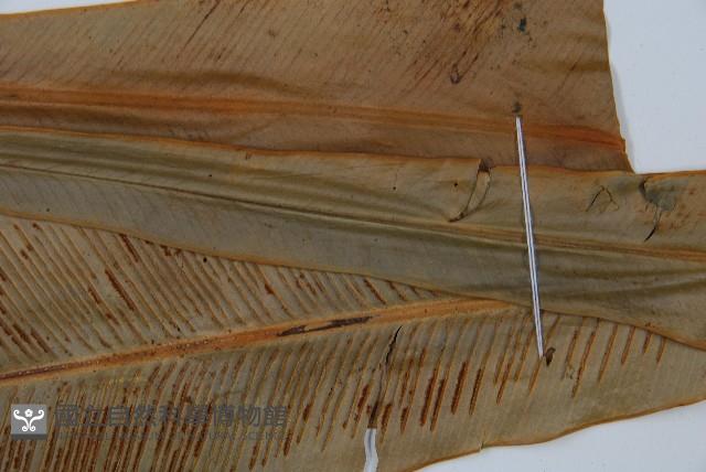 登錄號:P005322藏品圖，第3張