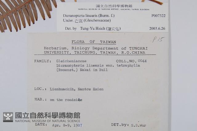 芒萁藏品圖，第2張