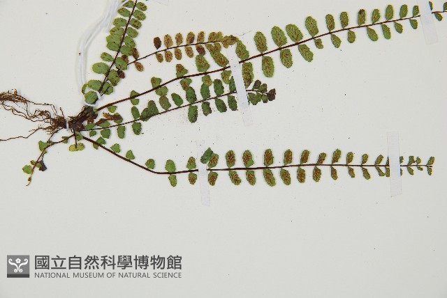 鐵角蕨藏品圖，第3張