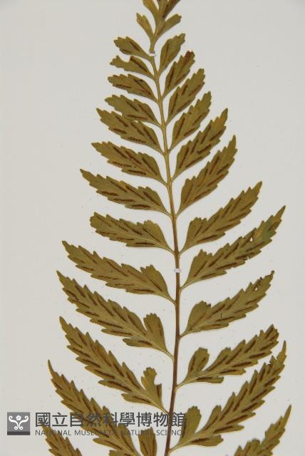 裂葉鐵角蕨藏品圖，第6張