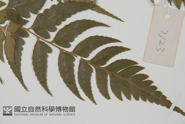 鐮形假毛蕨藏品圖，第3張