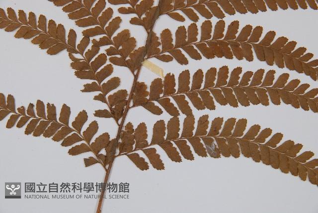 粗毛鱗蓋蕨藏品圖，第3張