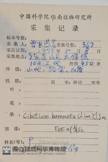 金狗毛蕨藏品圖，第2張