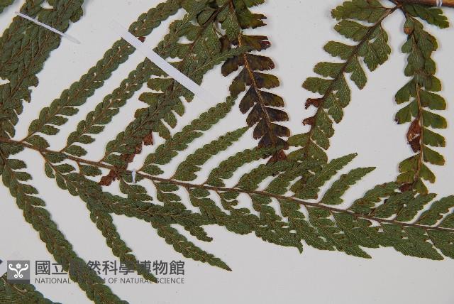 粗毛鱗蓋蕨藏品圖，第3張
