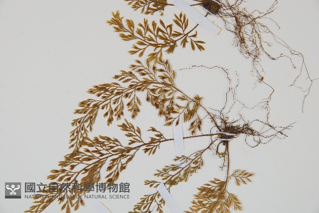 薄葉鐵角蕨藏品圖，第3張