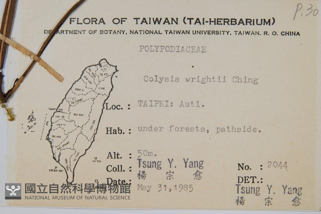 萊氏線蕨藏品圖，第2張