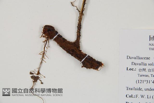 闊葉骨碎補藏品圖，第3張