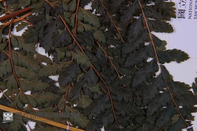 粗毛鱗蓋蕨藏品圖，第3張