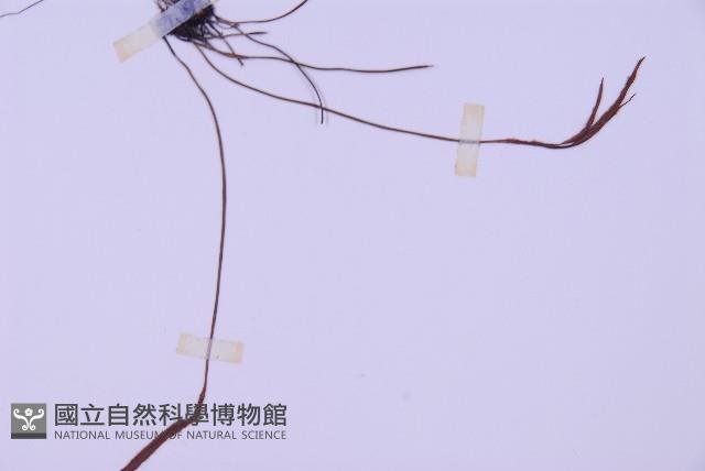 線葉鐵角蕨藏品圖，第3張