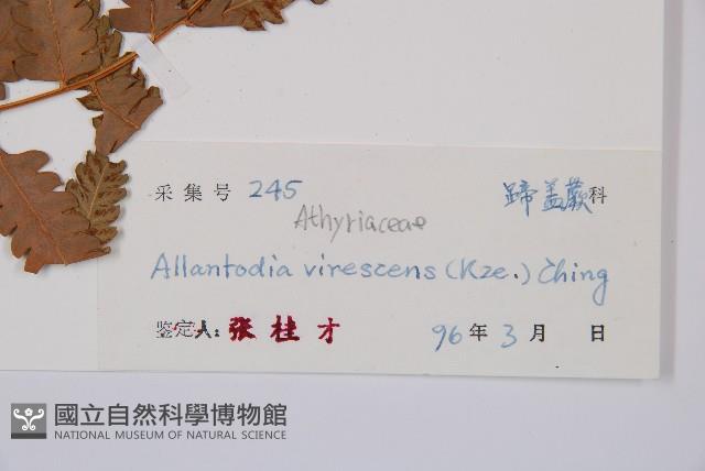 淡綠短腸蕨藏品圖，第3張