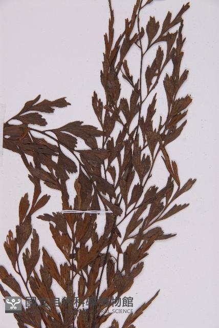 大黑柄鐵角蕨、黃鱗鐵角蕨、大羽鐵角蕨藏品圖，第3張