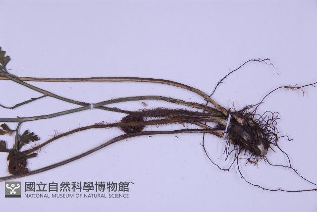 尖葉鐵角蕨藏品圖，第3張