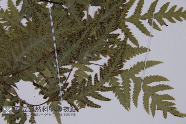 薄葉三叉蕨藏品圖，第3張