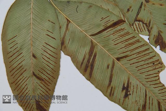 細柄雙蓋蕨藏品圖，第3張