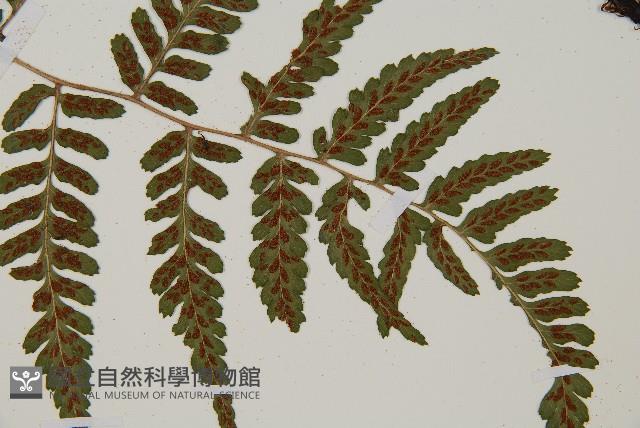 阿里山蹄蓋蕨藏品圖，第3張