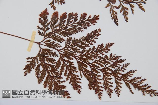 海州骨碎補藏品圖，第3張