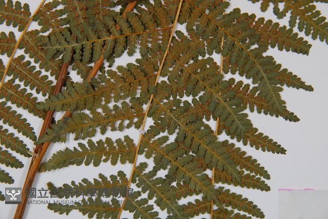 姬蕨藏品圖，第3張