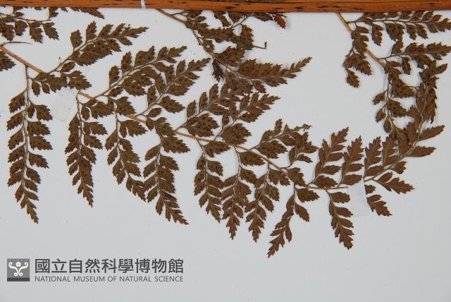美麗複葉耳蕨藏品圖，第3張